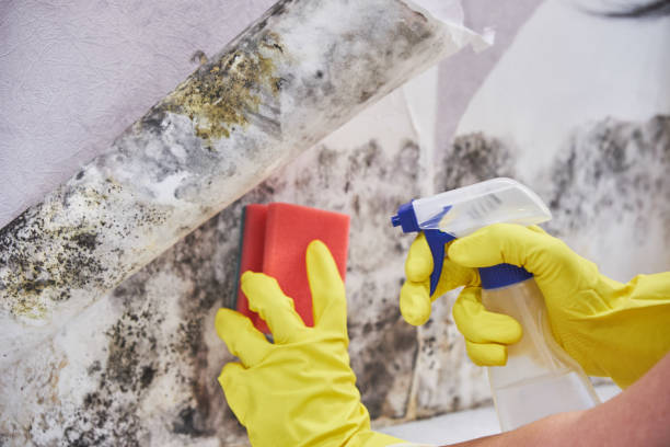 Mold Remediation for Rental Properties in Leakesville, MS